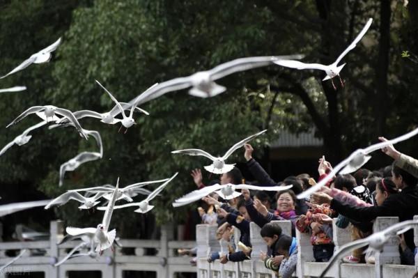 原創七絕《青島棧橋看海鷗》中華新韻