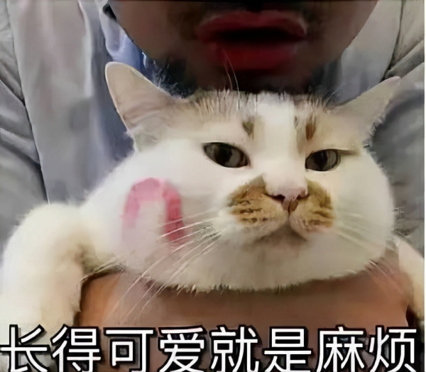 喵星人可愛表情包來了