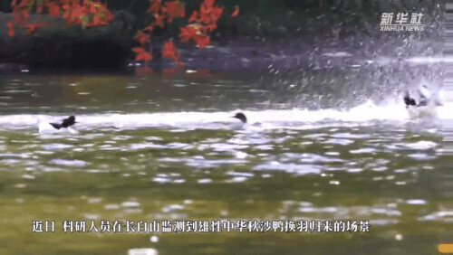 看!草木猴鷸鵝熊熊貓鴨…… 看!草木猴鷸鵝熊熊貓鴨……