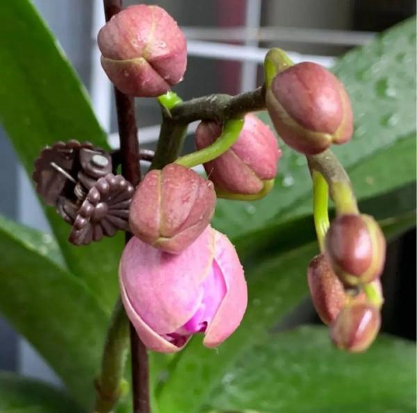 養花一直不開花，給他套個黑塑膠袋，花苞呼呼冒