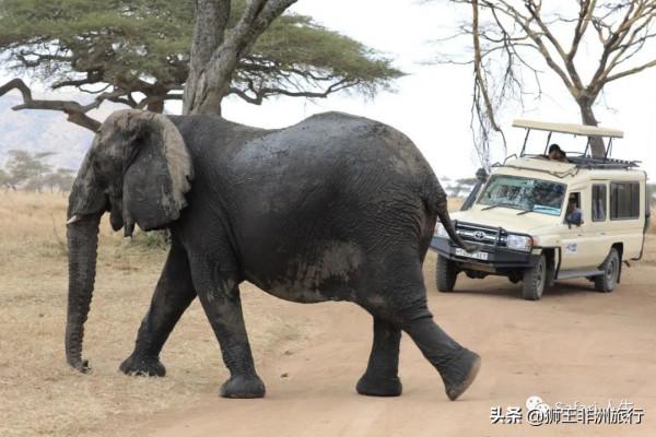什麼是“Safari”? 什麼是“Safari”?