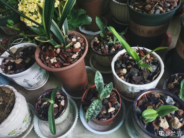 5種常見花肥，亂用會燒根，用好了枝繁葉茂，開花也爆盆