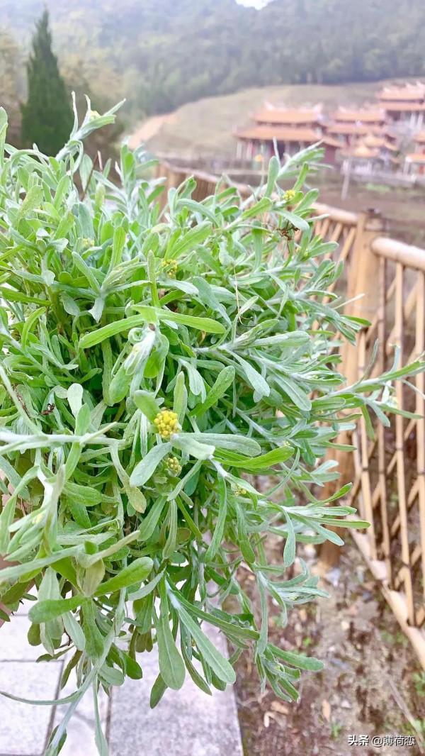 集娛樂與美味於一身的美食——鼠曲粿 集娛樂與美味於一身的美食——鼠曲粿