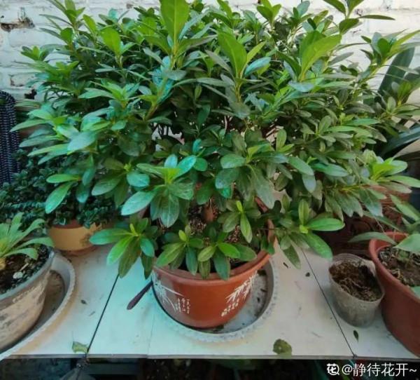 黃葉、落葉、爛根…夏天的杜鵑,太難養了 黃葉、落葉、爛根…夏天的杜鵑,太難養了