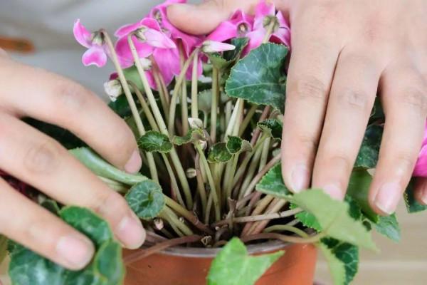 買花也要注意辨別“坑”,才能挑到好花,花開爆盆 買花也要注意辨別“坑”,才能挑到好花,花開爆盆