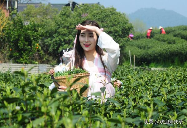 野生茶多少錢一斤?現在有真正的野生茶嗎? 野生茶多少錢一斤?現在有真正的野生茶嗎?