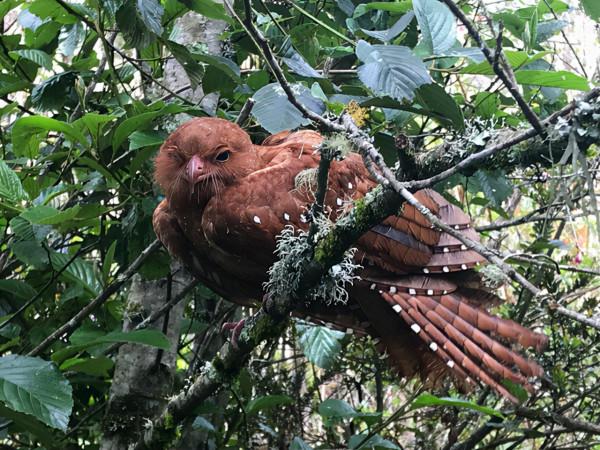 這種鳥被譽為行走的油包,儘管吃素但因為太胖,常被捉來熬油 這種鳥被譽為行走的油包,儘管吃素但因為太胖,常被捉來熬油