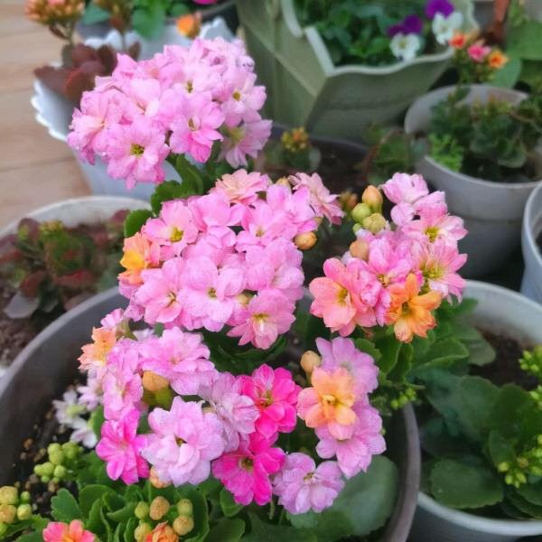 需要“窮養”的三種花，用小盆少澆水，才能養得“長長久久”