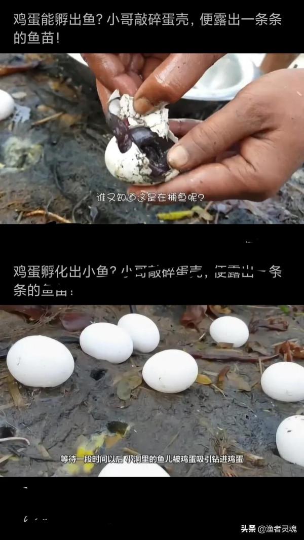 雞蛋裡面“孵出”小魚苗？究竟是雞蛋出了軌，還是魚兒劈了腿？