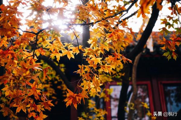 再有半個月，北京將迎來最美的季節，12個銀杏寶藏地，附機位攻略