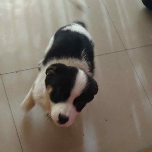 狗死前為什麼要躲起來?老人的解釋讓人心酸 狗死前為什麼要躲起來?老人的解釋讓人心酸