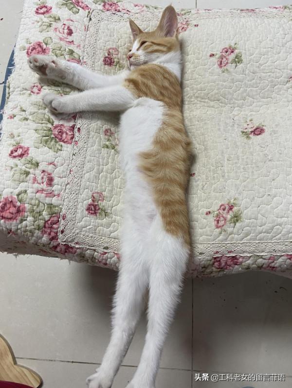 貓在可以安心睡覺的情況下,各種奇奇怪怪的睡姿就出現了 貓在可以安心睡覺的情況下,各種奇奇怪怪的睡姿就出現了