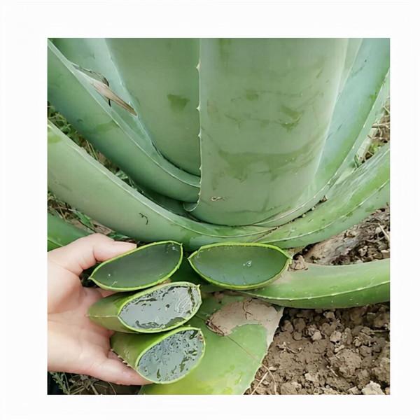 6種“懶人花”，看著很普通，養著很“實惠”，養得越久越覺得好