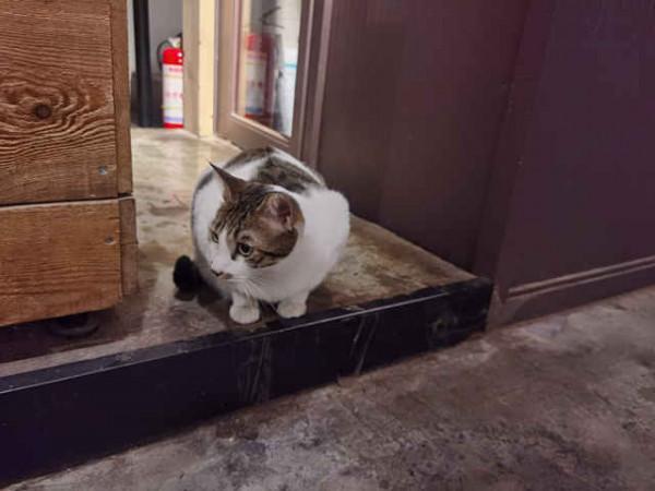 流浪貓上崗成為咖啡店貓咪“探長”，獲贊“靠譜”