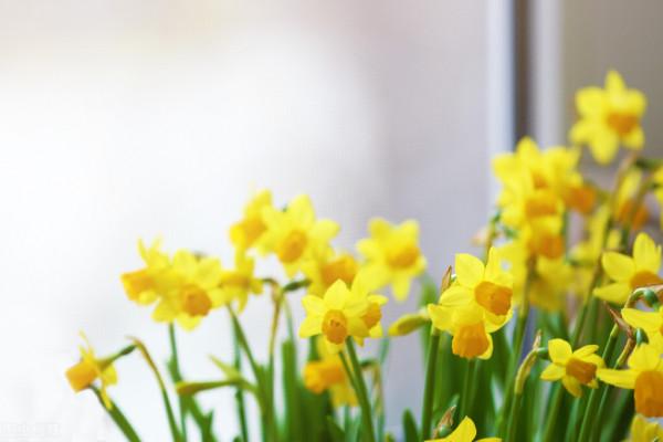 吉祥如意的水仙花