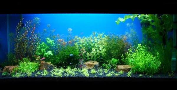 怎樣才能養出一缸讓人垂涎的水草