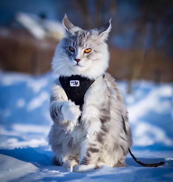 這幾種貓，不建議帶回家，養了會發現根本接受不了