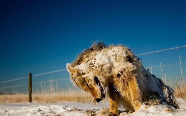 動物故事:受傷狼王在洞中等死,被流浪狗意外搭救,一起重返狼群 動物故事:受傷狼王在洞中等死,被流浪狗意外搭救,一起重返狼群
