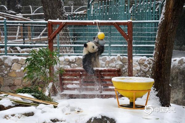北京動物園大熊貓雪中嬉戲 現實版“冰墩墩”萌翻了 北京動物園大熊貓雪中嬉戲 現實版“冰墩墩”萌翻了