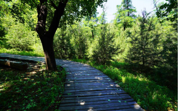 “文化碑林 綠色生態”——首都綠色文化碑林建設歷程回顧 “文化碑林 綠色生態”——首都綠色文化碑林建設歷程回顧