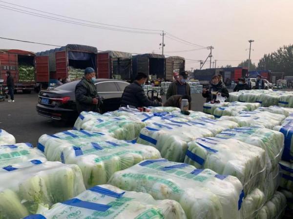 新發地冬儲大白菜上市 價格較去年同期上漲90% 新發地冬儲大白菜上市 價格較去年同期上漲90%