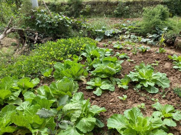 集團董事長高董種植的農作物給全國各地的朋友分享 集團董事長高董種植的農作物給全國各地的朋友分享