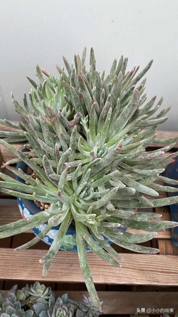 入冬的多肉 入冬的多肉