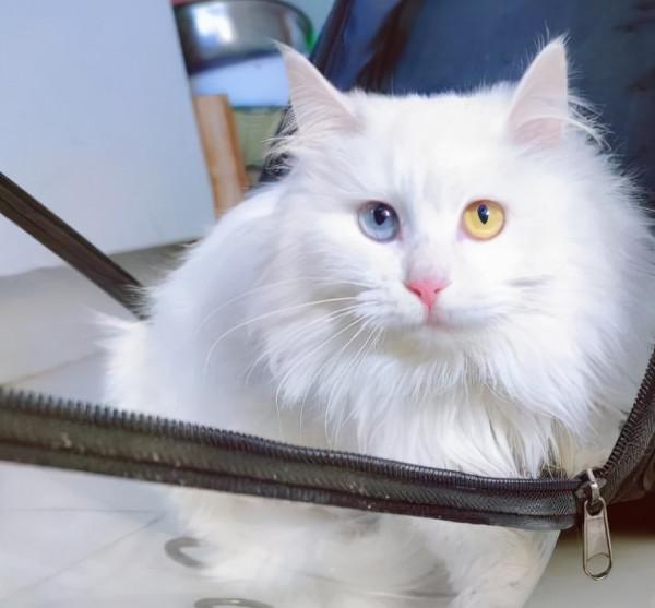 純種獅子貓有這些特徵，一看就知道，騙不了人