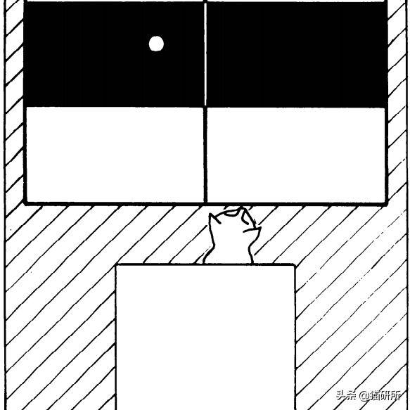 貓咪“鬥雞眼”是咋回事,會影響正常生活嗎? 貓咪“鬥雞眼”是咋回事,會影響正常生活嗎?