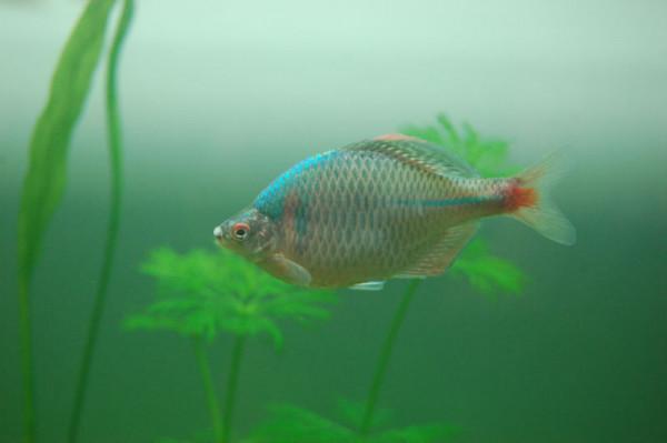 中國原生觀賞魚之高體鰟鮍 中國原生觀賞魚之高體鰟鮍