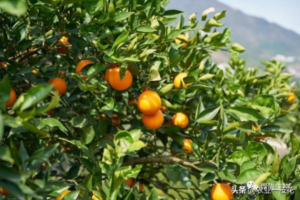 硼肥有多厲害?看看你就知道,講的很全面!(一) 硼肥有多厲害?看看你就知道,講的很全面!(一)