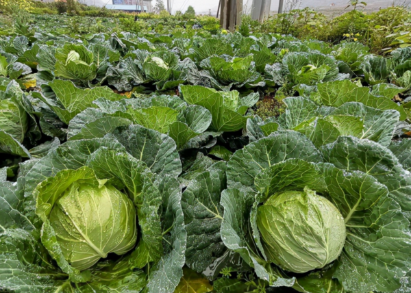 貴州出現“鬼剃頭”現象，村民集體脫髮，專家調查後也開始脫髮