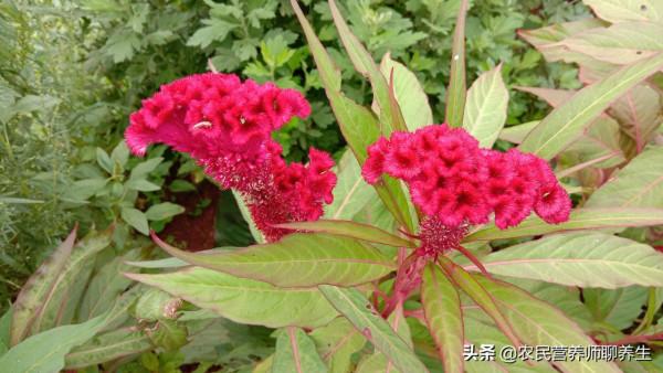 普通的雞冠花煮水有啥用途,解女人煩惱,老公樂開花 普通的雞冠花煮水有啥用途,解女人煩惱,老公樂開花