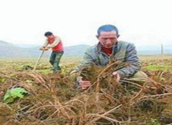 龔清孝：因口渴無意吃了一把草，從此上癮戒不掉，34年吃了40噸草