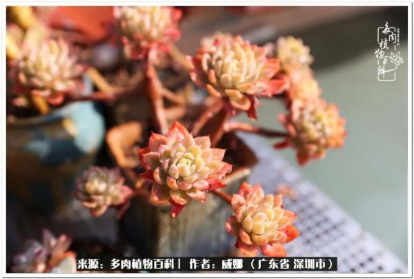 ​養娃12年,養肉7年,養孩子與養多肉有感 ​養娃12年,養肉7年,養孩子與養多肉有感