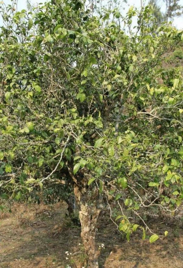 中老鐵路開通了，寮國有什麼特產？寮國茶葉質量怎麼樣？