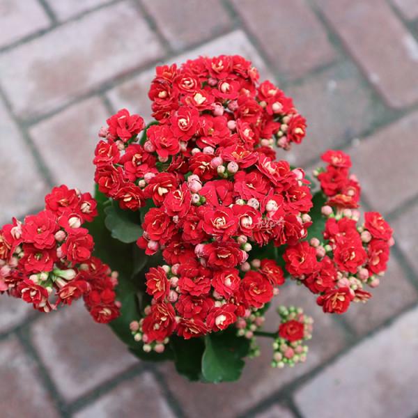 6種能養人的花，越養越有“好運氣”，建議養一盆