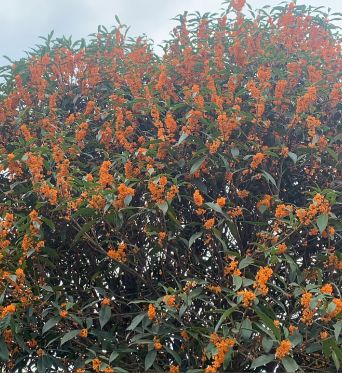 帶你欣賞桂花品種大合集