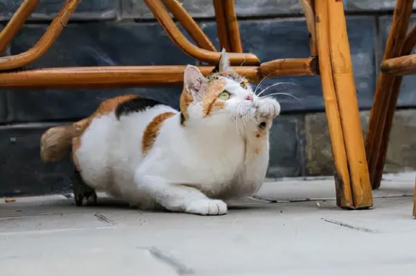 米麒麟:我掉缸怎麼了? 米麒麟:我掉缸怎麼了?