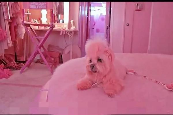 全世界只愛一種顏色的顏控 全世界只愛一種顏色的顏控