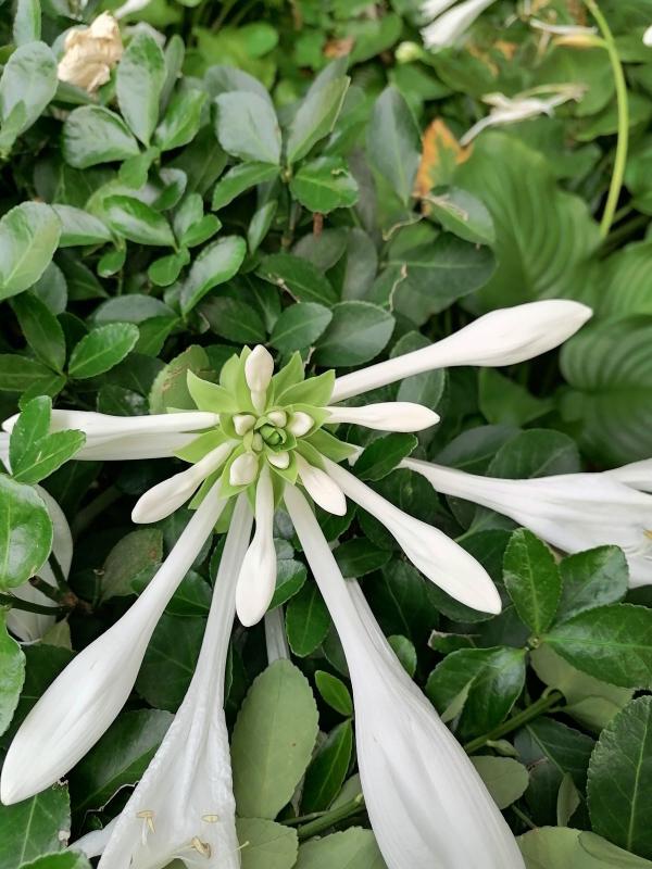 家裡沒光照，就養盆玉簪，耐陰開花多