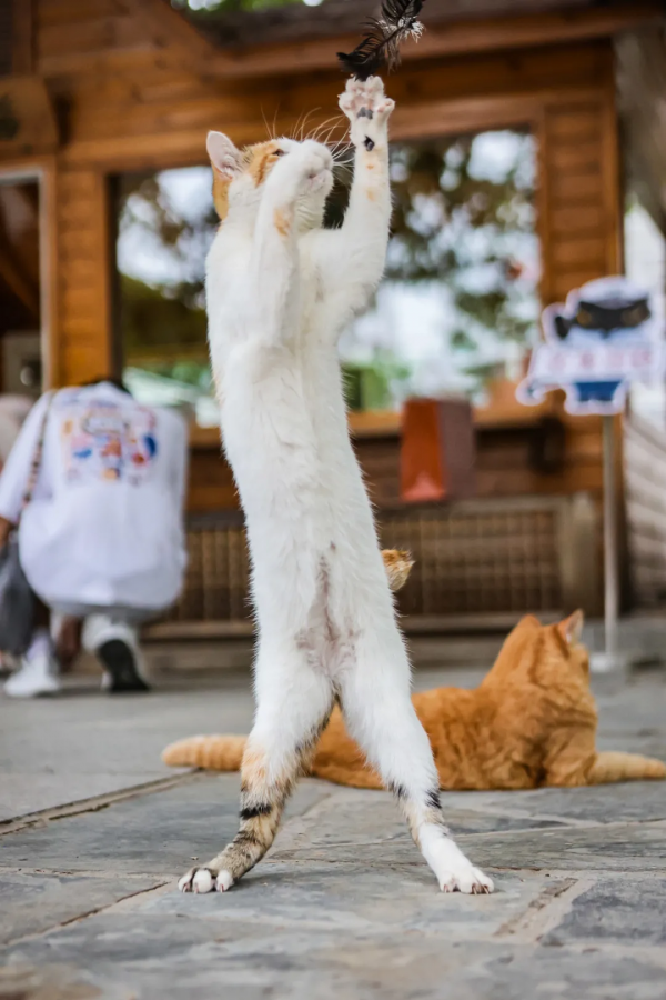 米麒麟:我掉缸怎麼了? 米麒麟:我掉缸怎麼了?