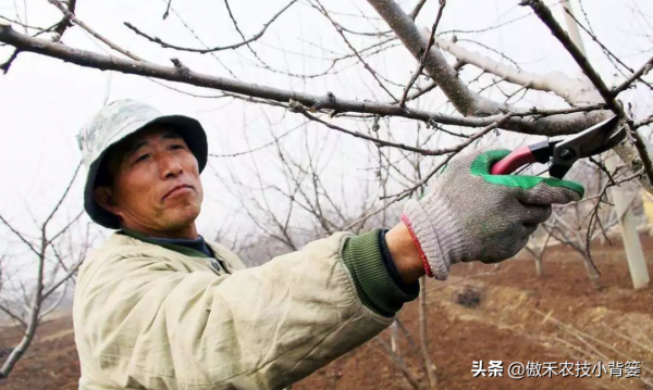 蘋果樹冬季修剪,早剪和晚剪哪個好?哪些應早剪,哪些應晚剪? 蘋果樹冬季修剪,早剪和晚剪哪個好?哪些應早剪,哪些應晚剪?