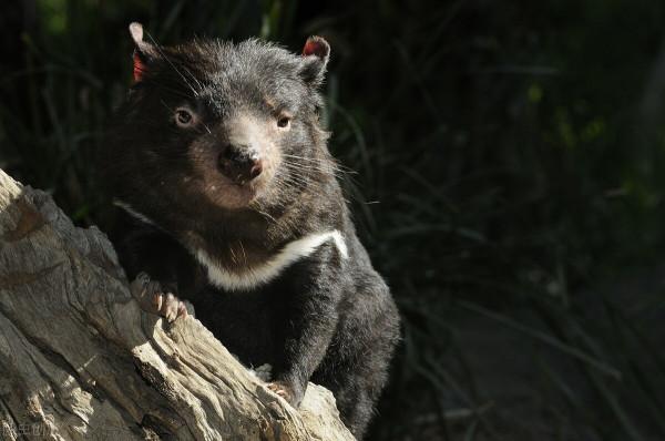 癌症能自行消除？在被稱為“惡魔”動物的身上，科學家發現了秘密