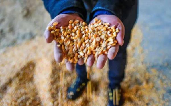 大叔零經驗創業養牛，靠堅持和誠信，銷售額過億成養殖界的牛人