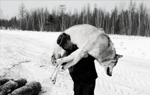 民間老故事：獵狼犬巴猛的故事