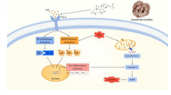 靈芝和桑黃食藥菌抗神經炎症功能因子研究領域取得新進展 靈芝和桑黃食藥菌抗神經炎症功能因子研究領域取得新進展