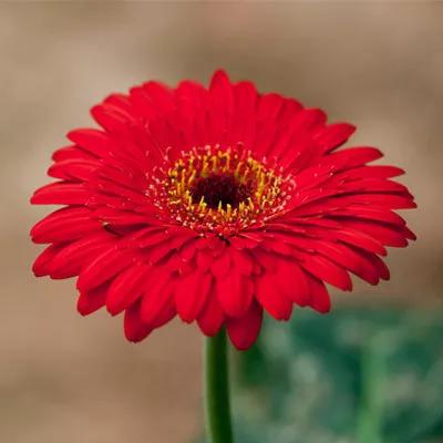 扶郎花一一非洲菊