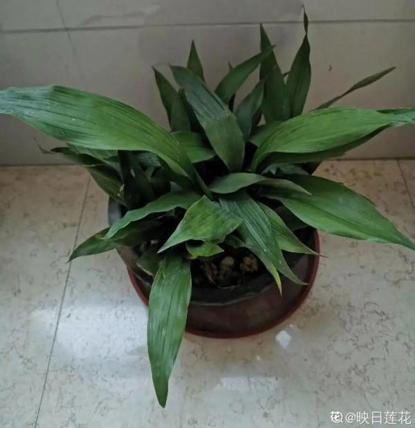 懶人養5種花，倆月不澆水也能活，長得還挺旺