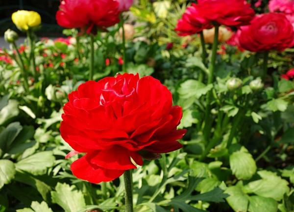 這些花“深藏不露”，別看便宜，不僅好養顏值還高，越養越上癮